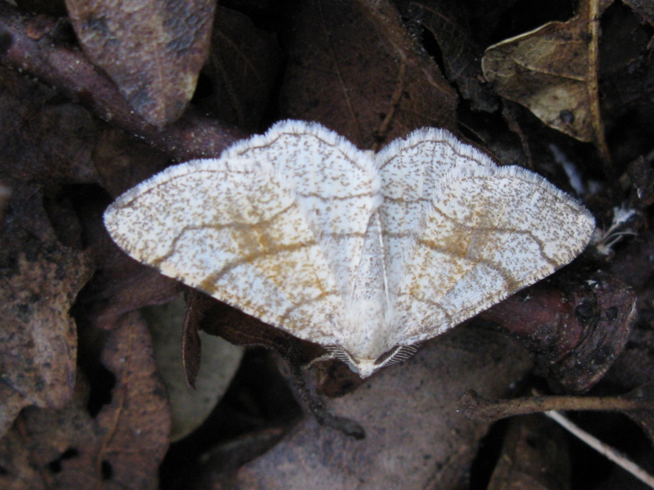 Geometridae in esame.